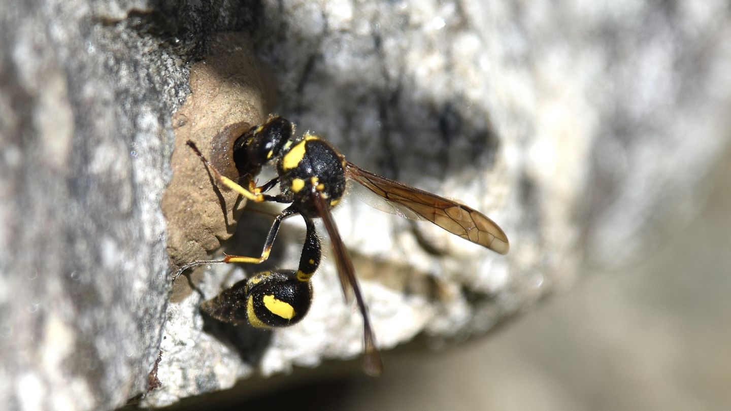 Eumeninae ?  S, Eumenes coronatus, femmina