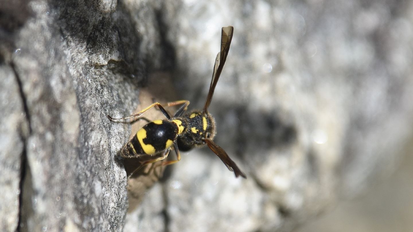 Eumeninae ?  S, Eumenes coronatus, femmina