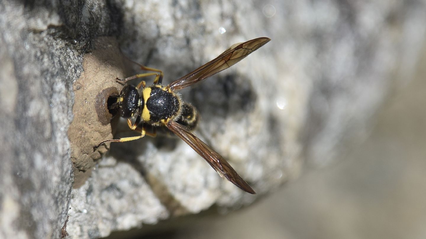 Eumeninae ?  S, Eumenes coronatus, femmina