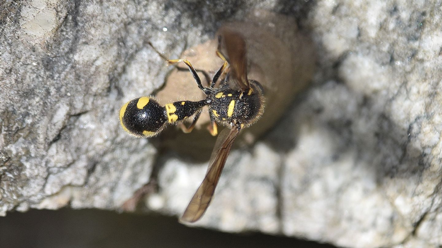 Eumeninae ?  S, Eumenes coronatus, femmina