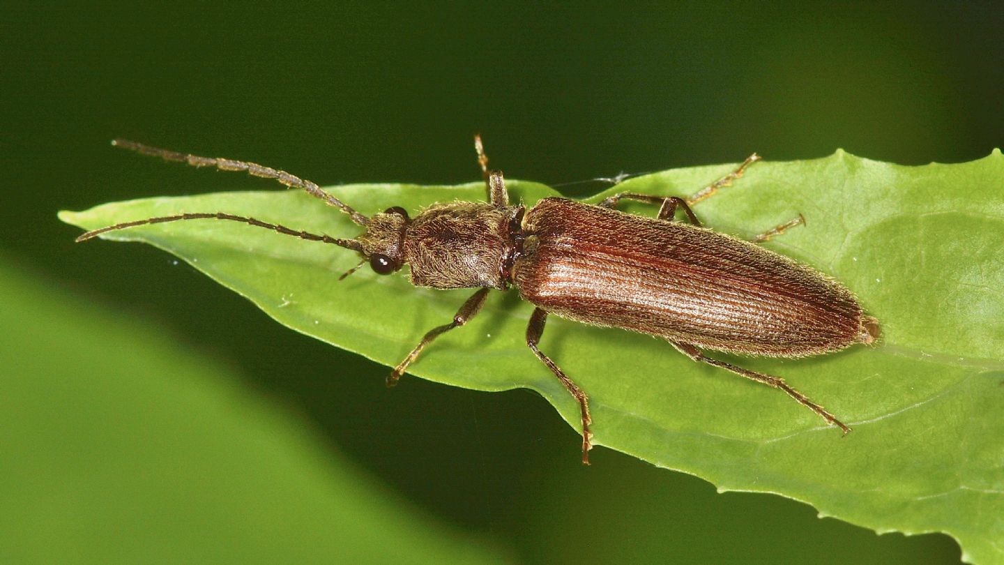 Elateridae: Athous lepontinus