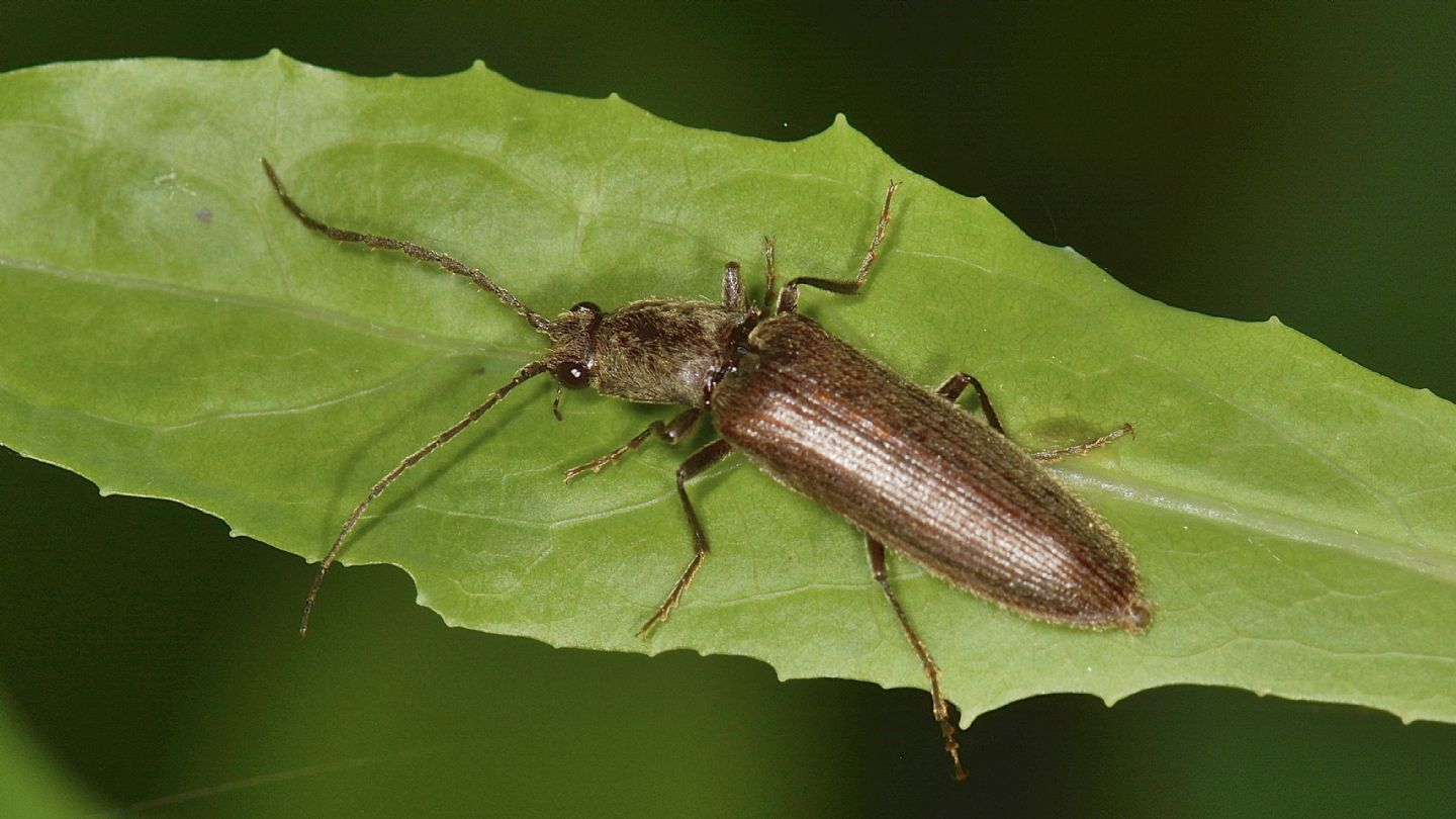 Elateridae: Athous lepontinus