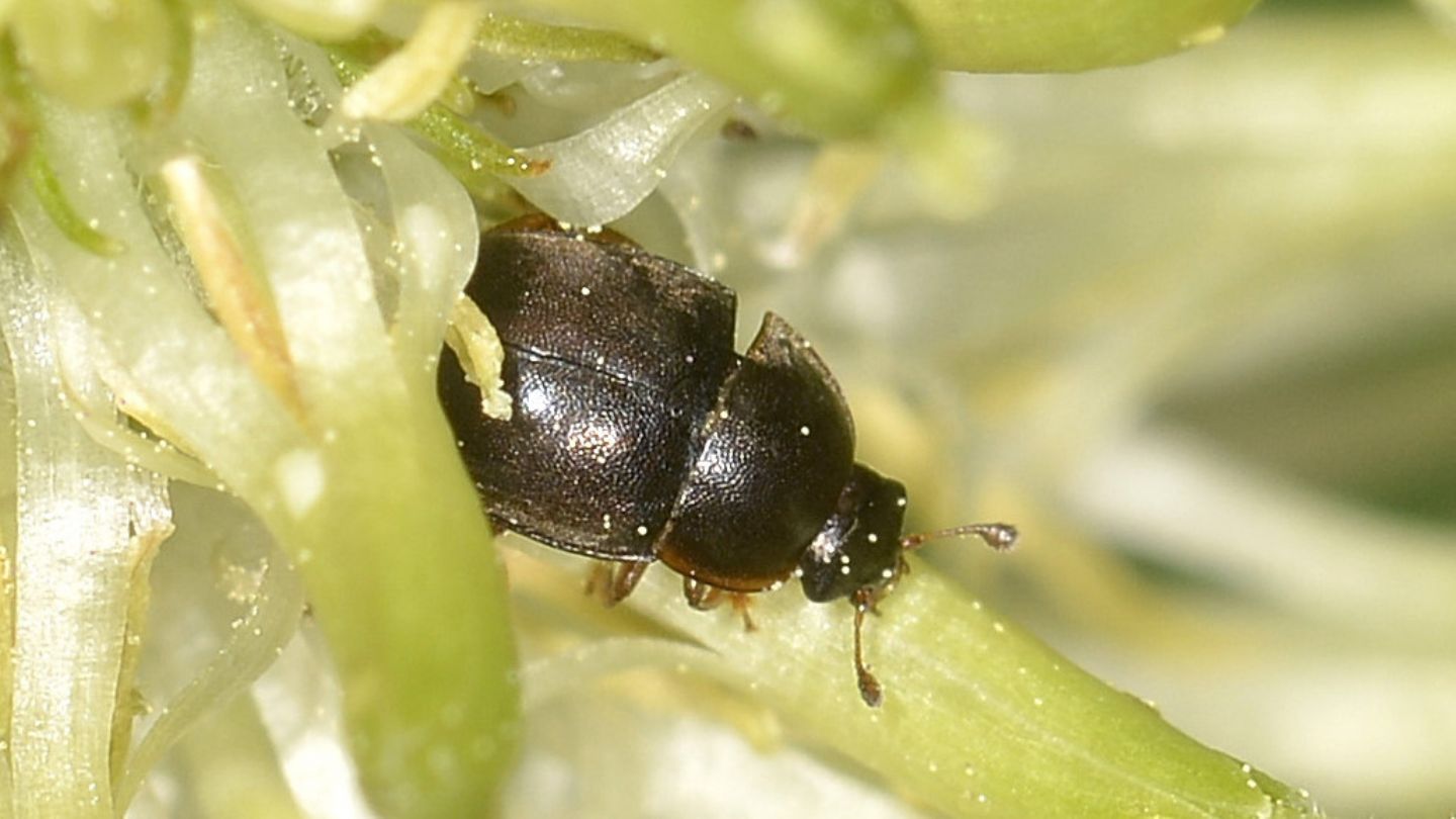 Sui fiori:  Nitidulidae Meligethini sp.