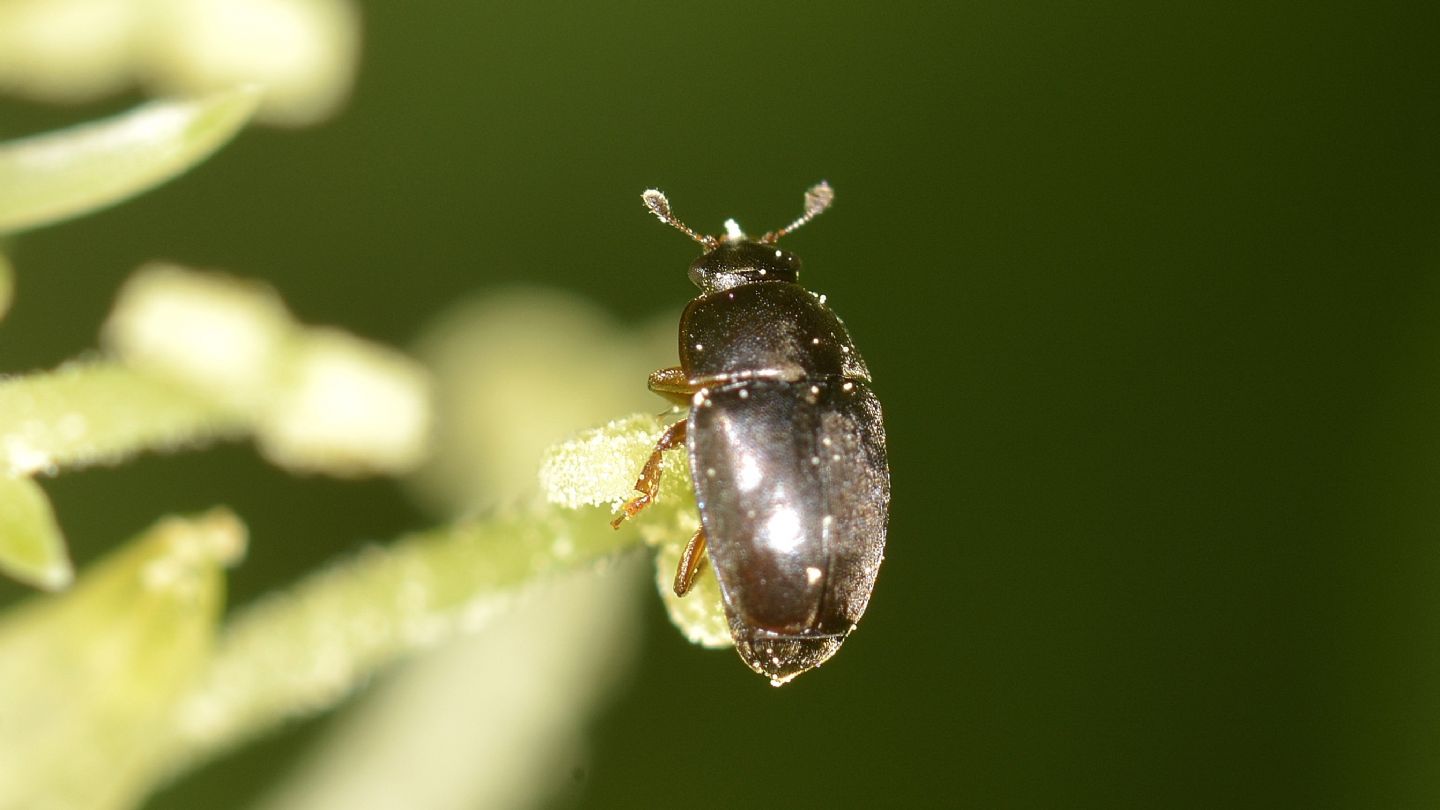 Sui fiori:  Nitidulidae Meligethini sp.