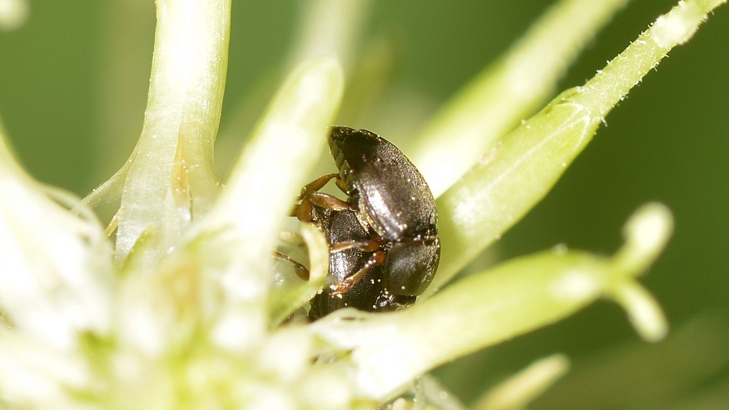 Sui fiori:  Nitidulidae Meligethini sp.