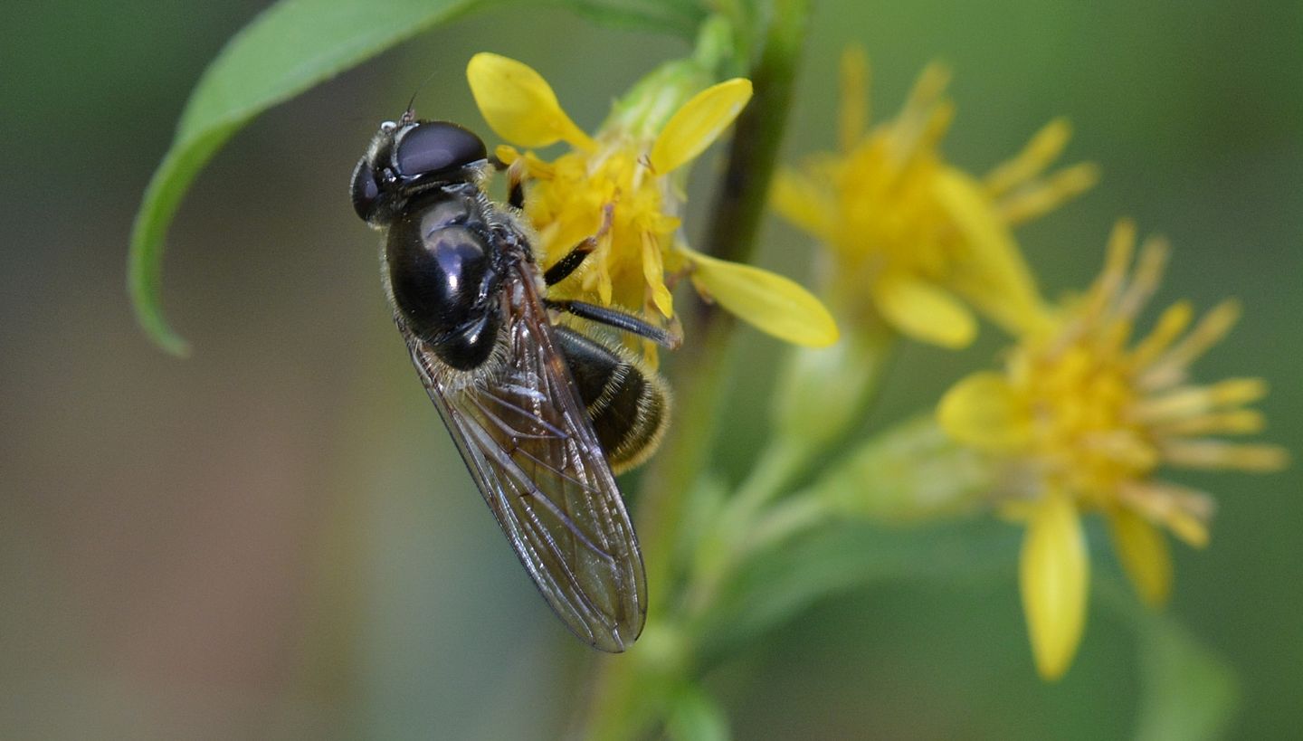 Syrphidae scuro