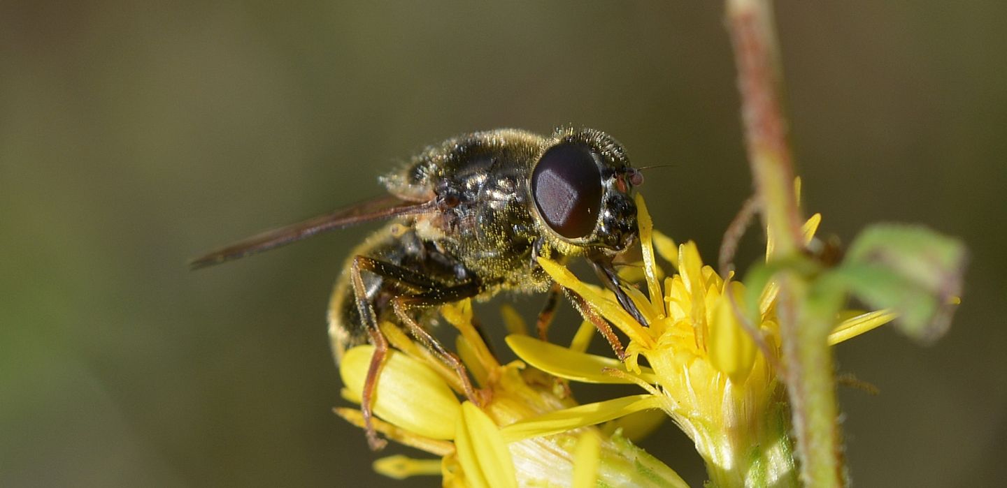 Syrphidae scuro