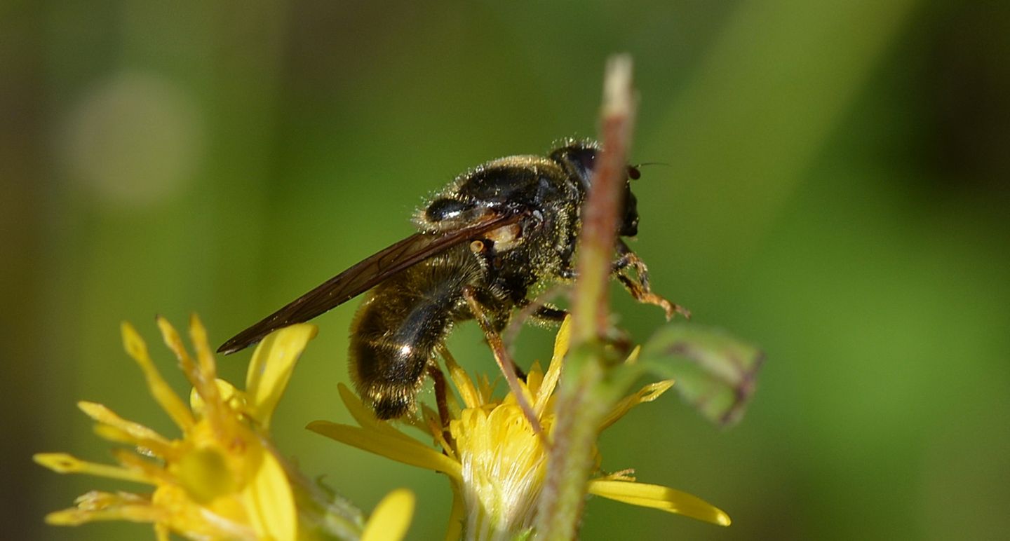 Syrphidae scuro