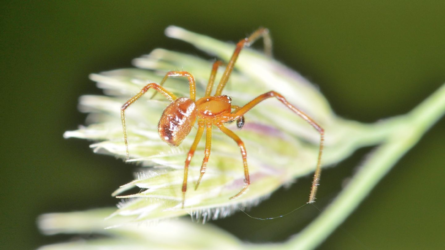 Maschio di Phylloneta sp.?