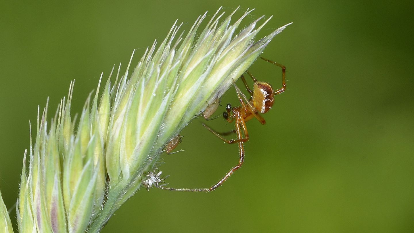 Maschio di Phylloneta sp.?