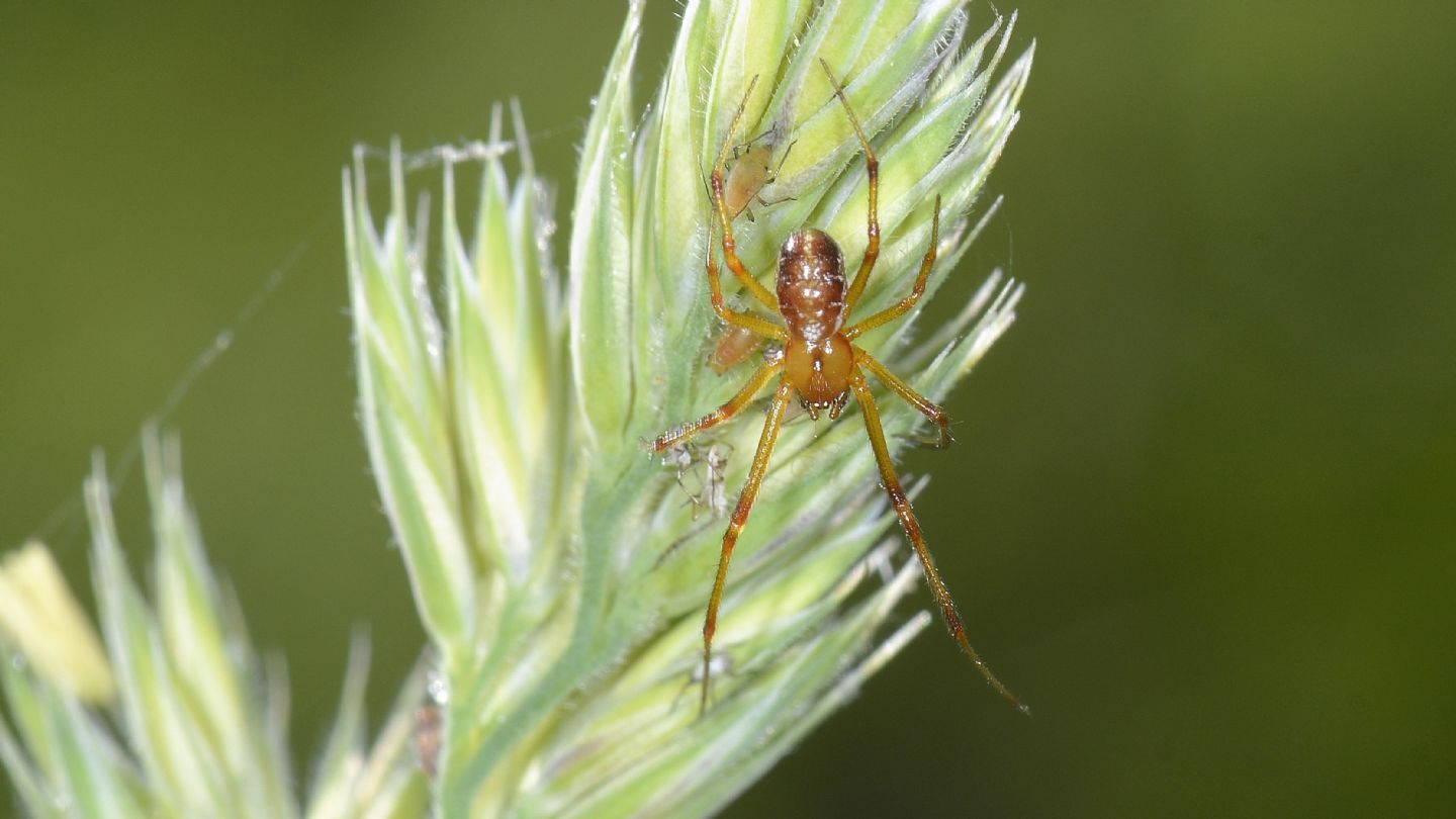 Maschio di Phylloneta sp.?