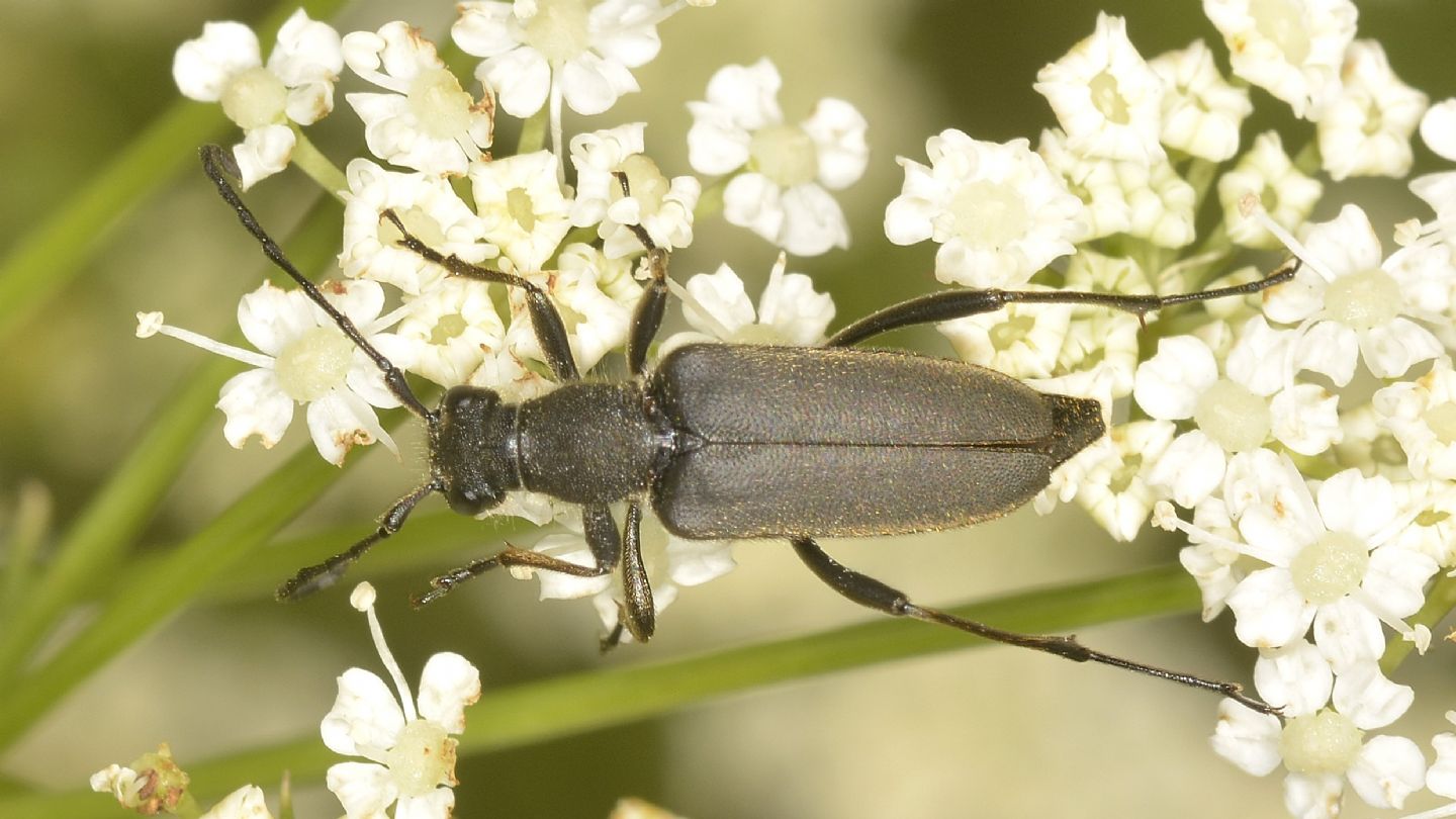 Anastrangalia dubia, femmina della forma melanica.