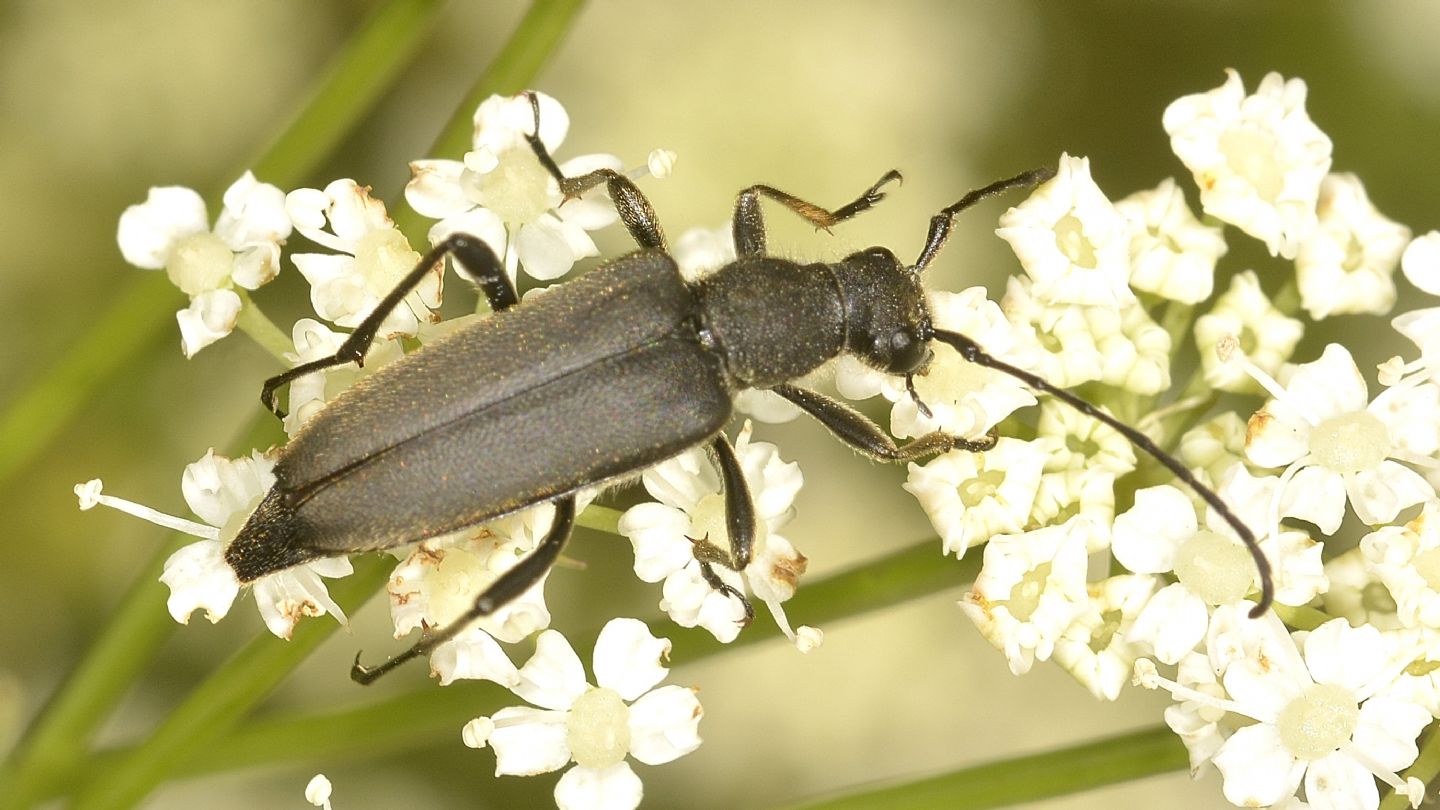 Anastrangalia dubia, femmina della forma melanica.