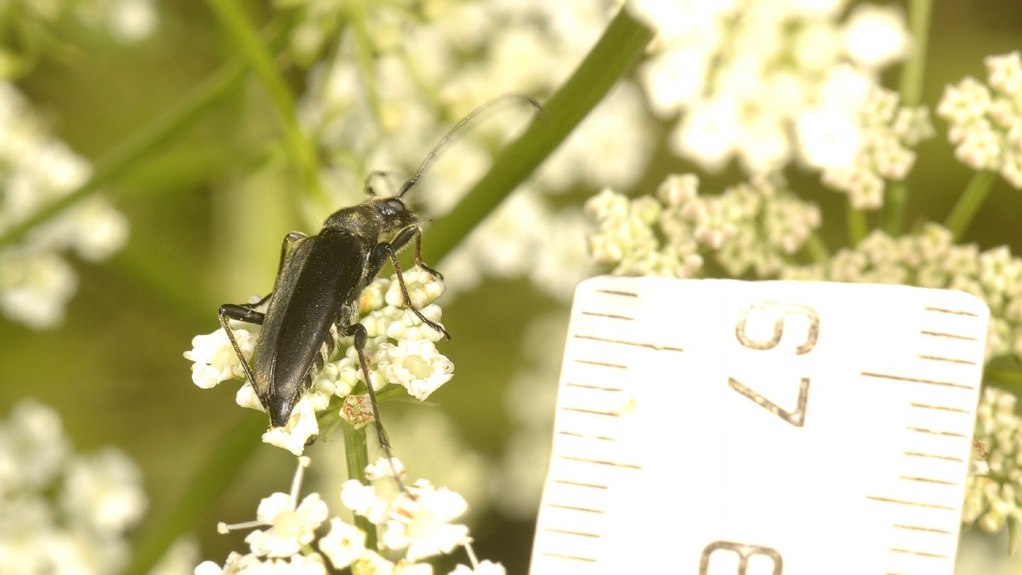 Anastrangalia dubia, femmina della forma melanica.