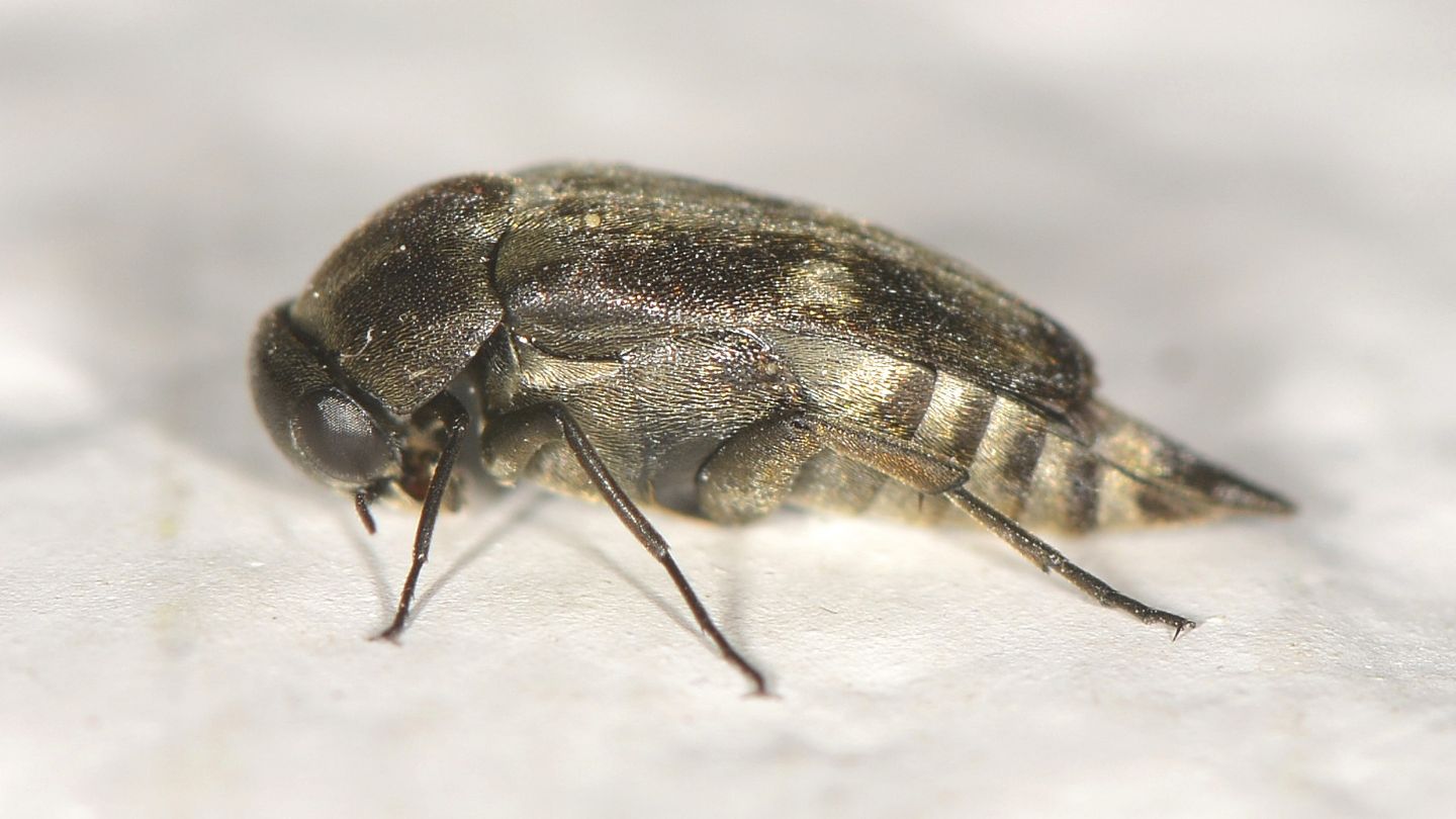 Mordellidae: Tomoxia bucephala