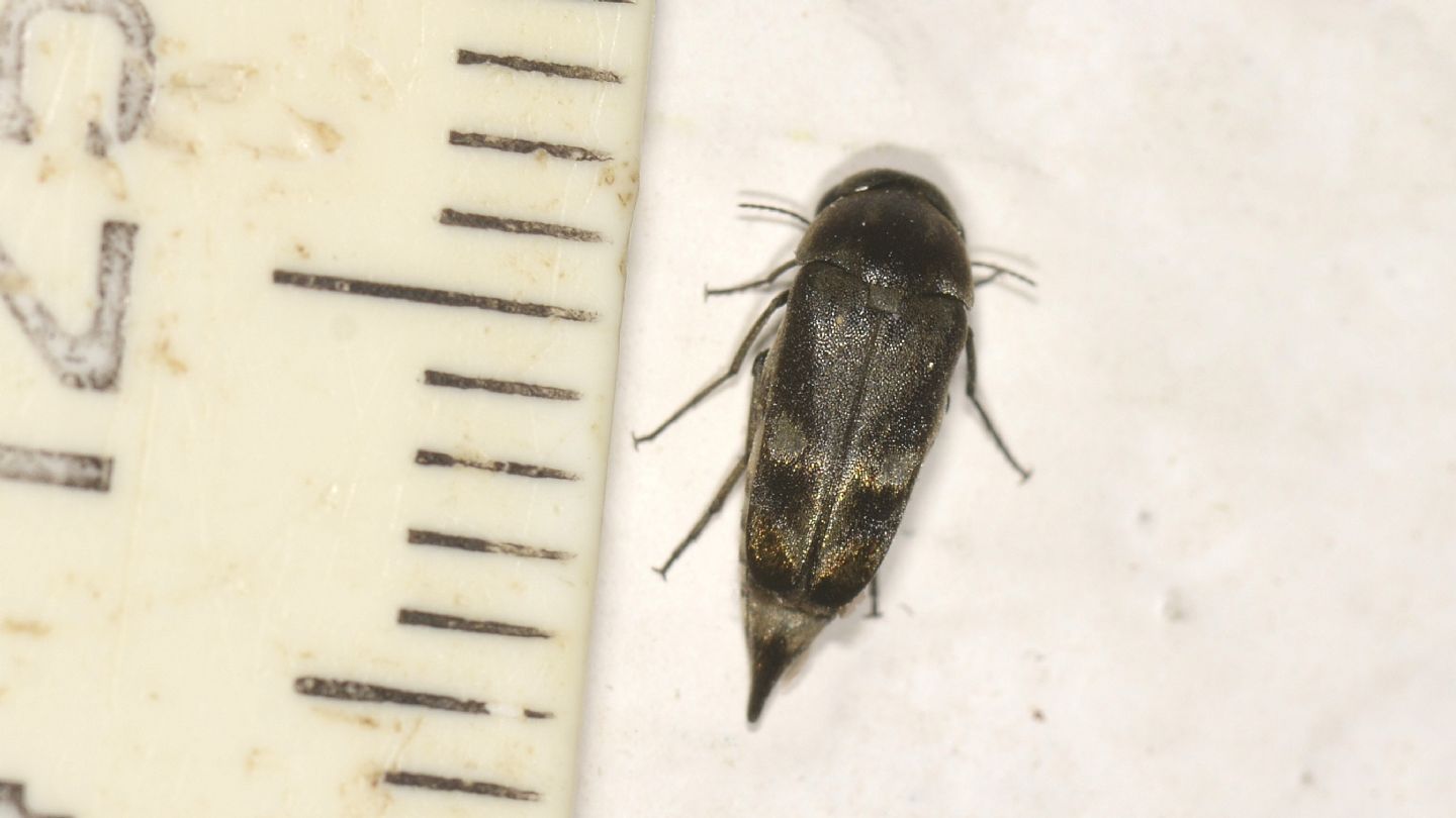 Mordellidae: Tomoxia bucephala