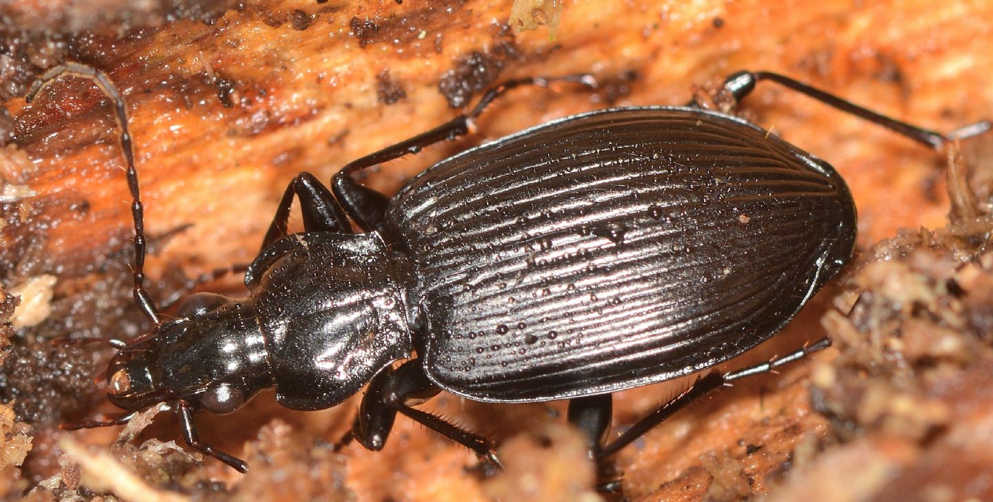 Carabidae nero: Limodromus assimilis