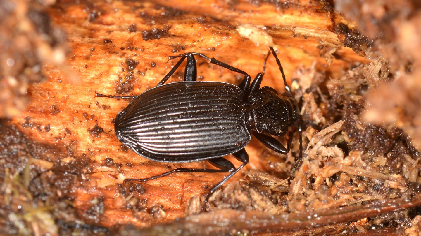 Carabidae nero: Limodromus assimilis