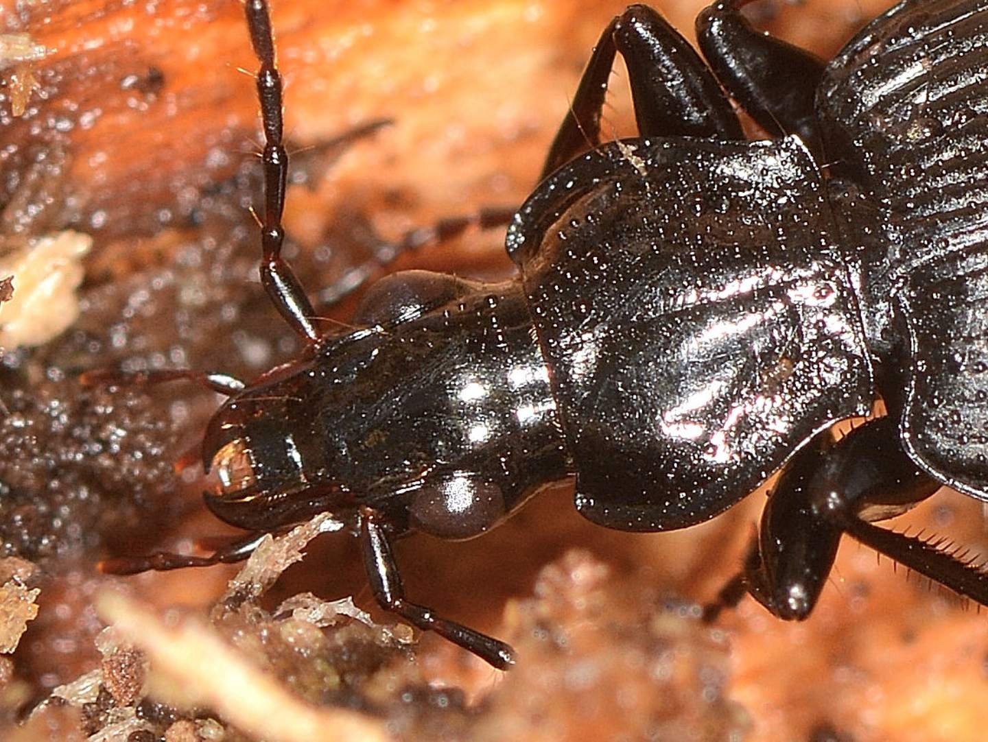 Carabidae nero: Limodromus assimilis