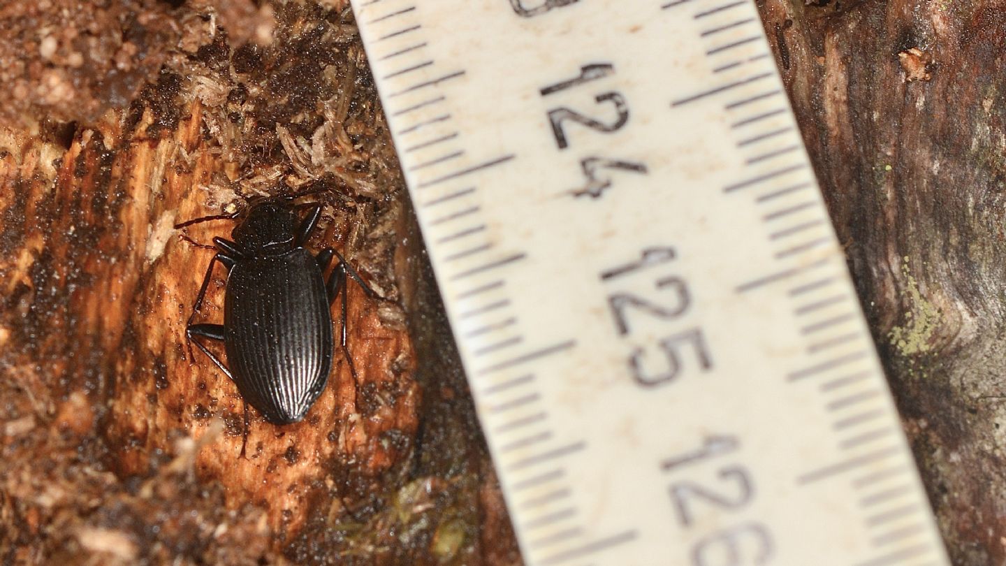 Carabidae nero: Limodromus assimilis