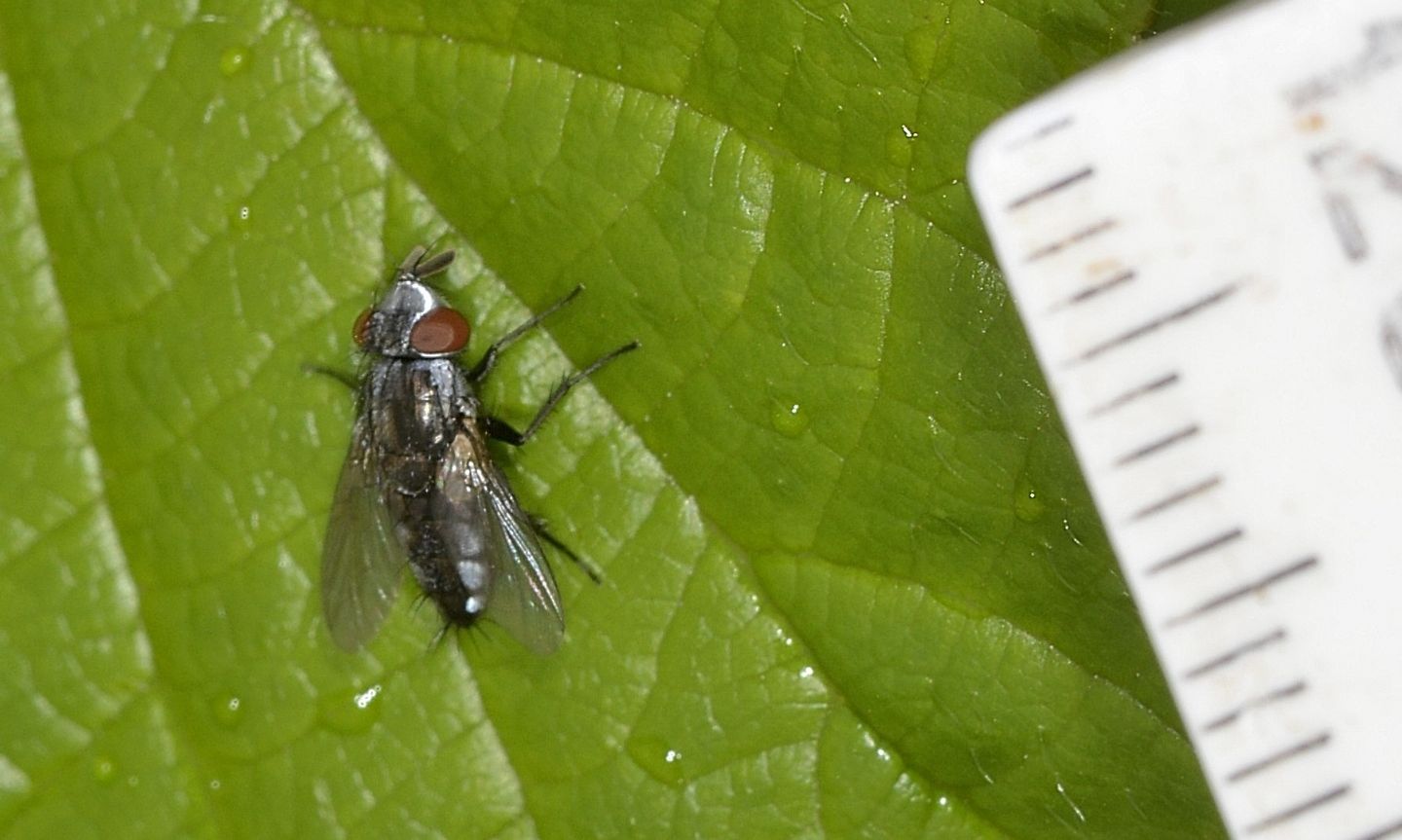 Sarcophagidae: Metopia cfr argyrocephala.