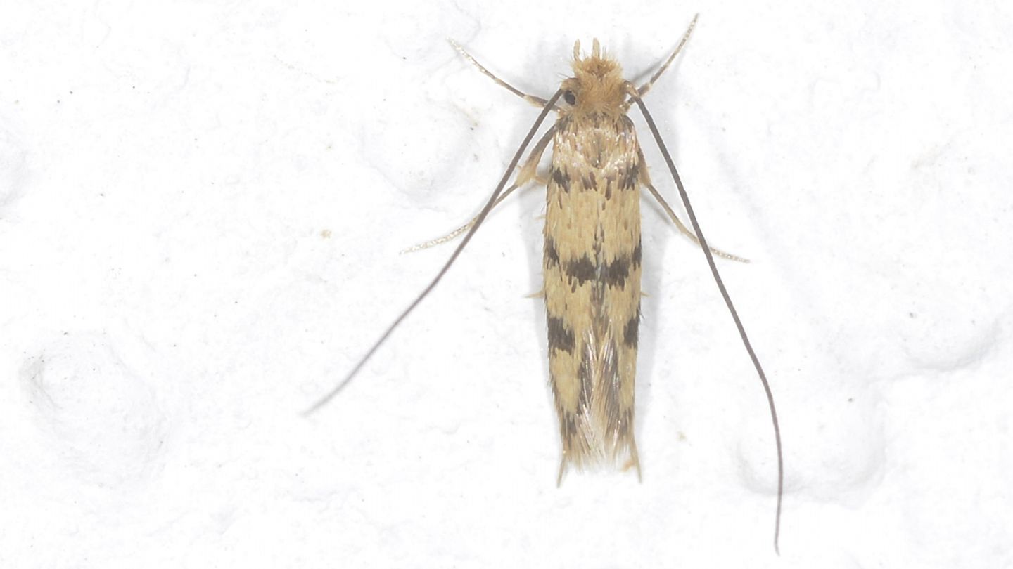 Tineidae ?   S, Proterospastis merdella