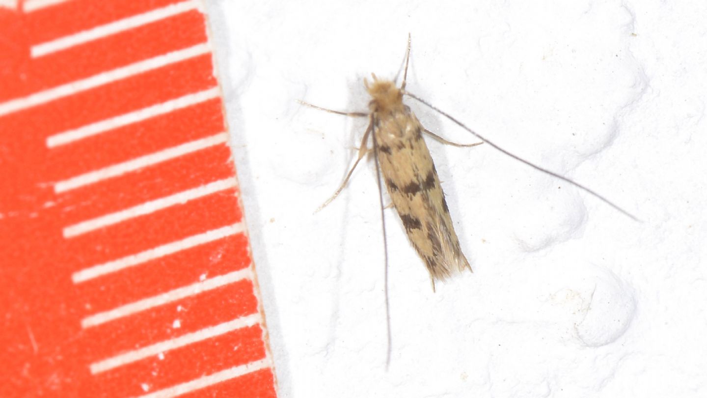 Tineidae ?   S, Proterospastis merdella