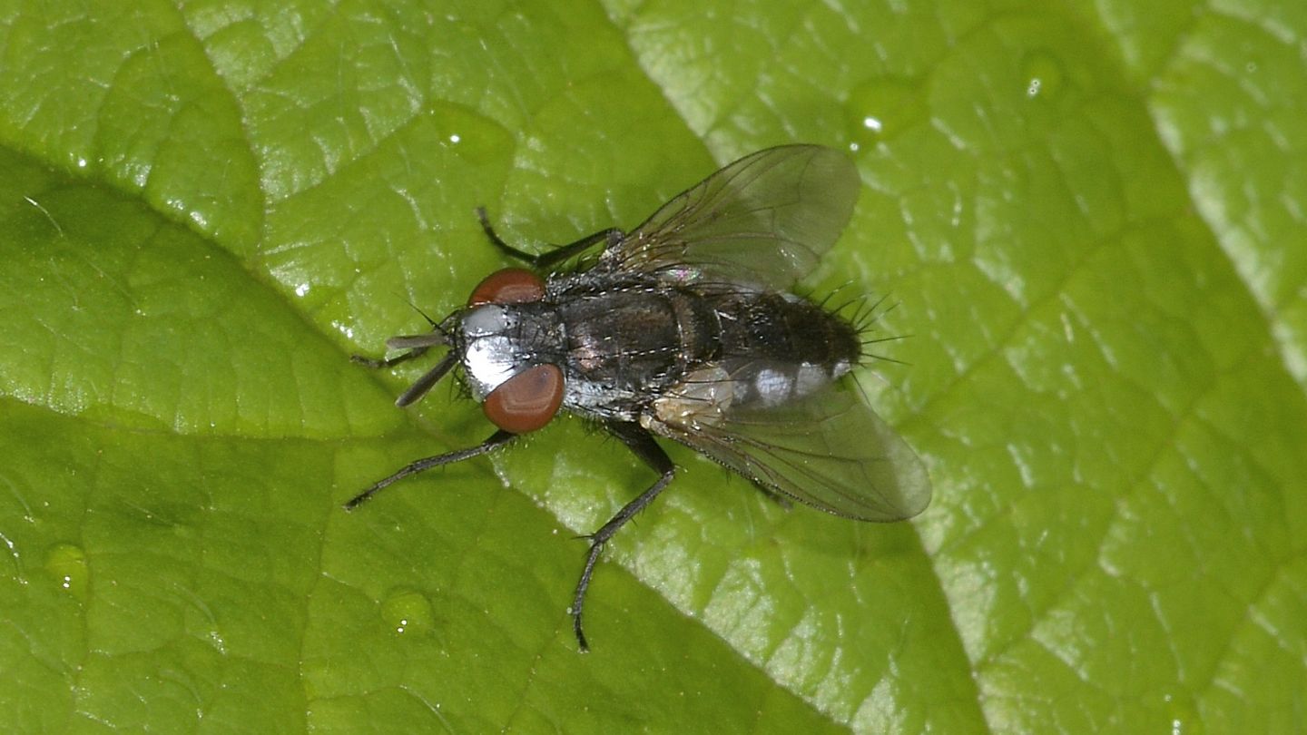 Sarcophagidae: Metopia cfr argyrocephala.