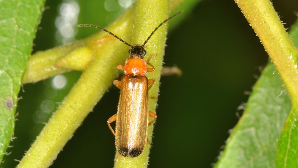Cantharidae: Rhagonycha lutea
