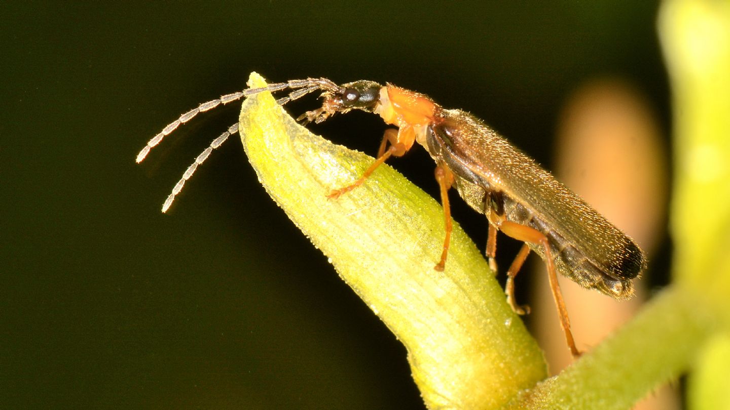 Cantharidae: Rhagonycha lutea