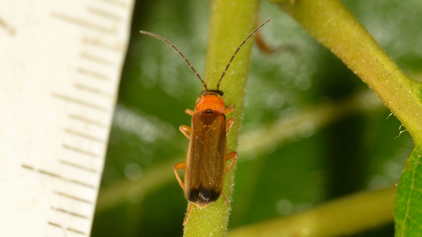Cantharidae: Rhagonycha lutea