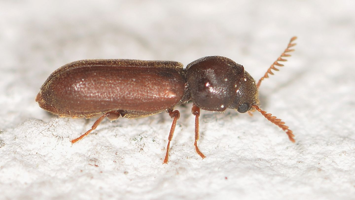 Anobiidae: Ptilinus pectinicornis, femmina