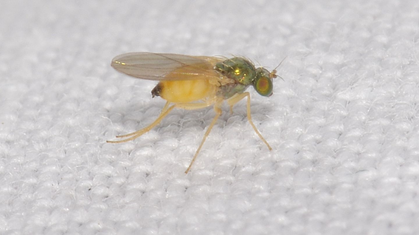 Moscerino verde-arancio: Dolichopodidae: cfr Chrysotimus sp.