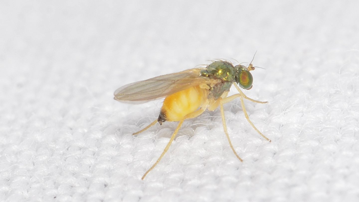 Moscerino verde-arancio: Dolichopodidae: cfr Chrysotimus sp.