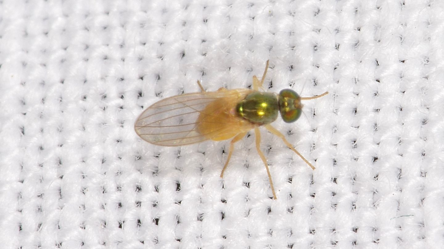 Moscerino verde-arancio: Dolichopodidae: cfr Chrysotimus sp.