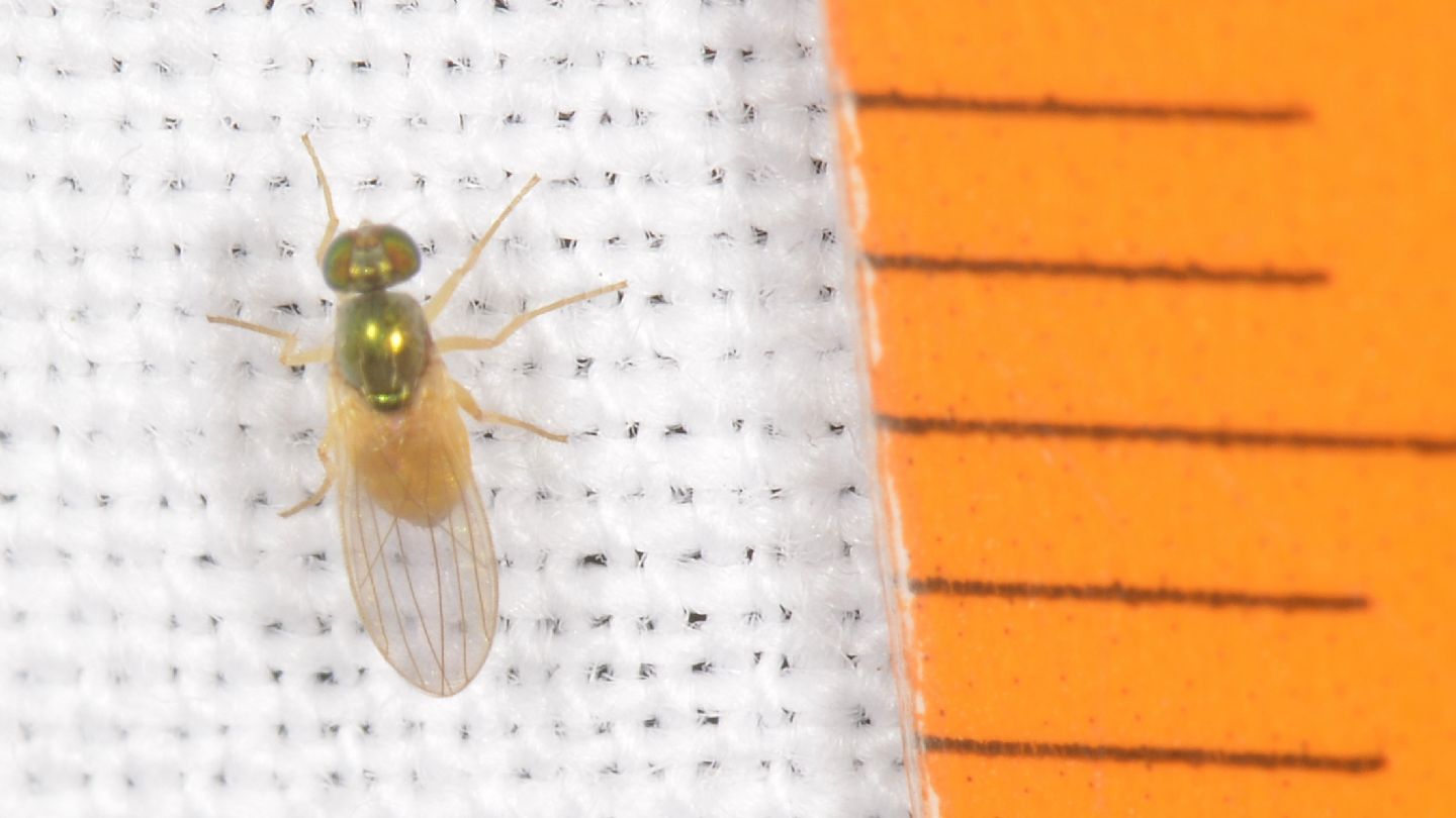 Moscerino verde-arancio: Dolichopodidae: cfr Chrysotimus sp.