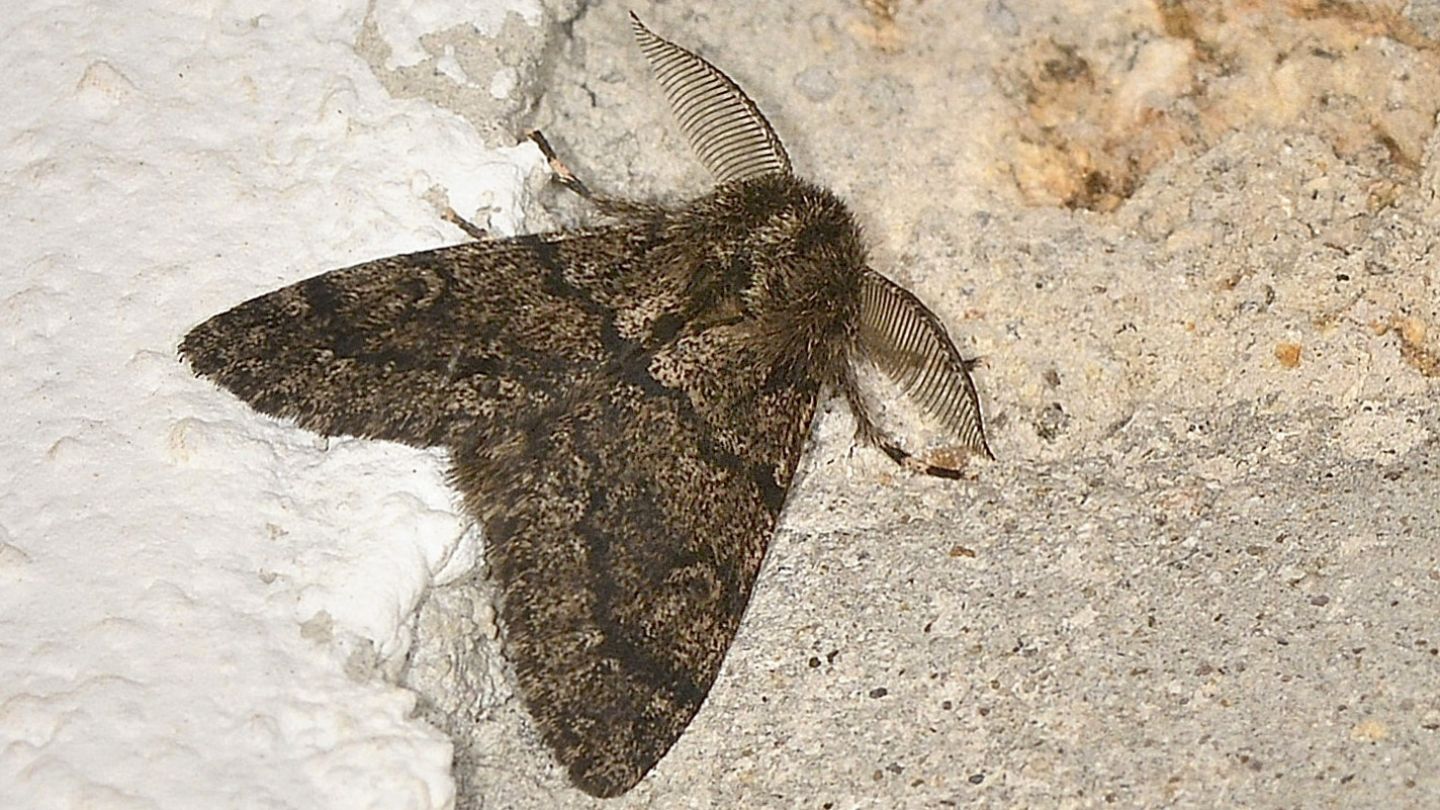 Notodontidae? No, Erebidae: maschio di Lymantria atlantica