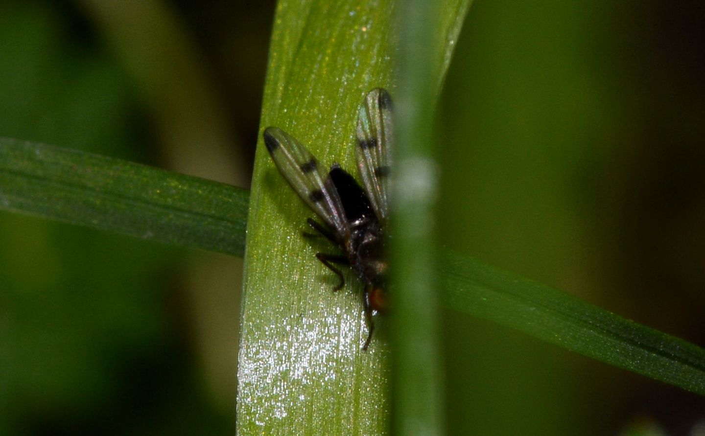 Opomyzidae:  Geomyza tripunctata