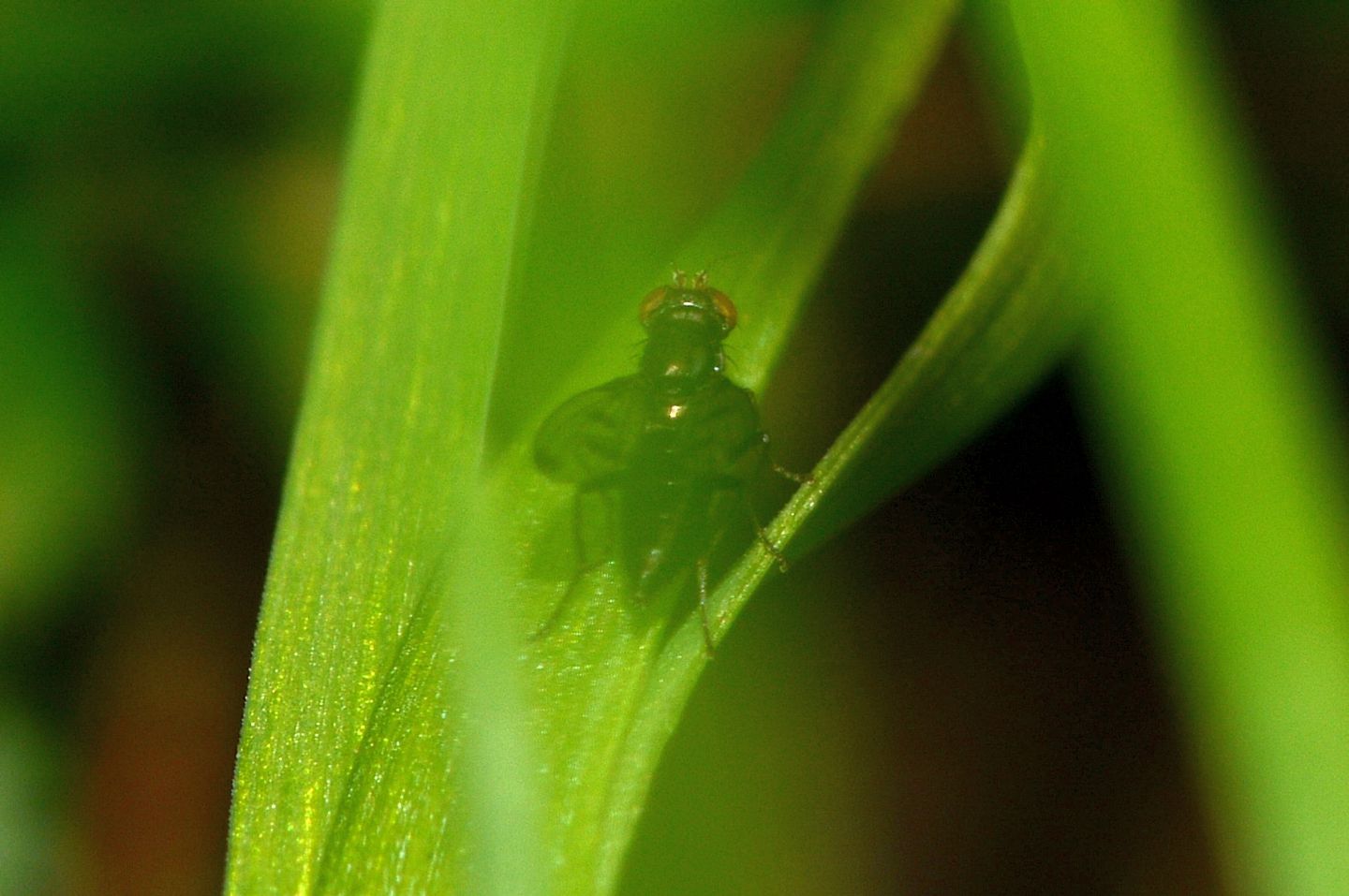 Opomyzidae:  Geomyza tripunctata