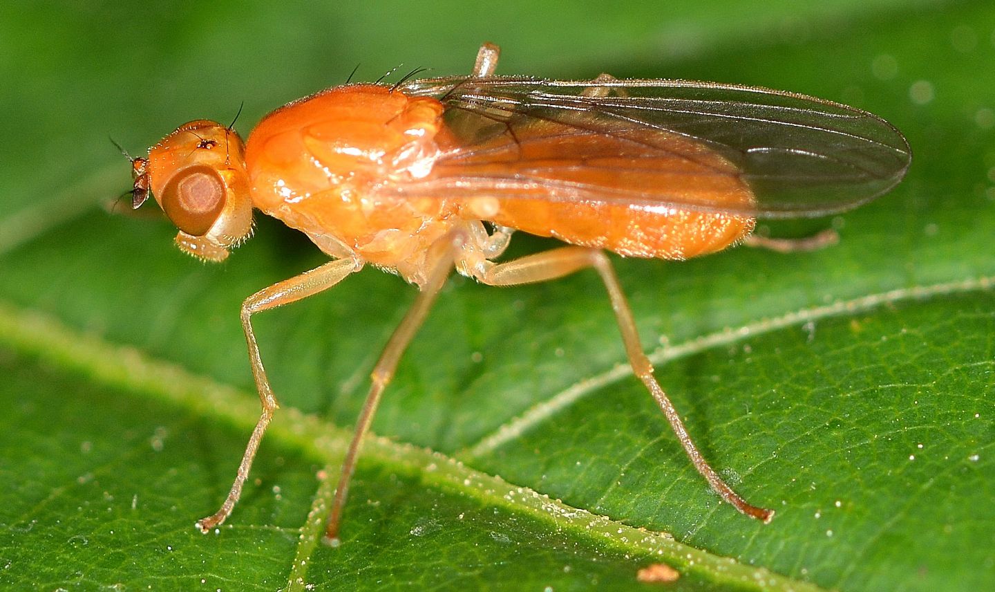 Psilidae: Psila cfr- fimetaria