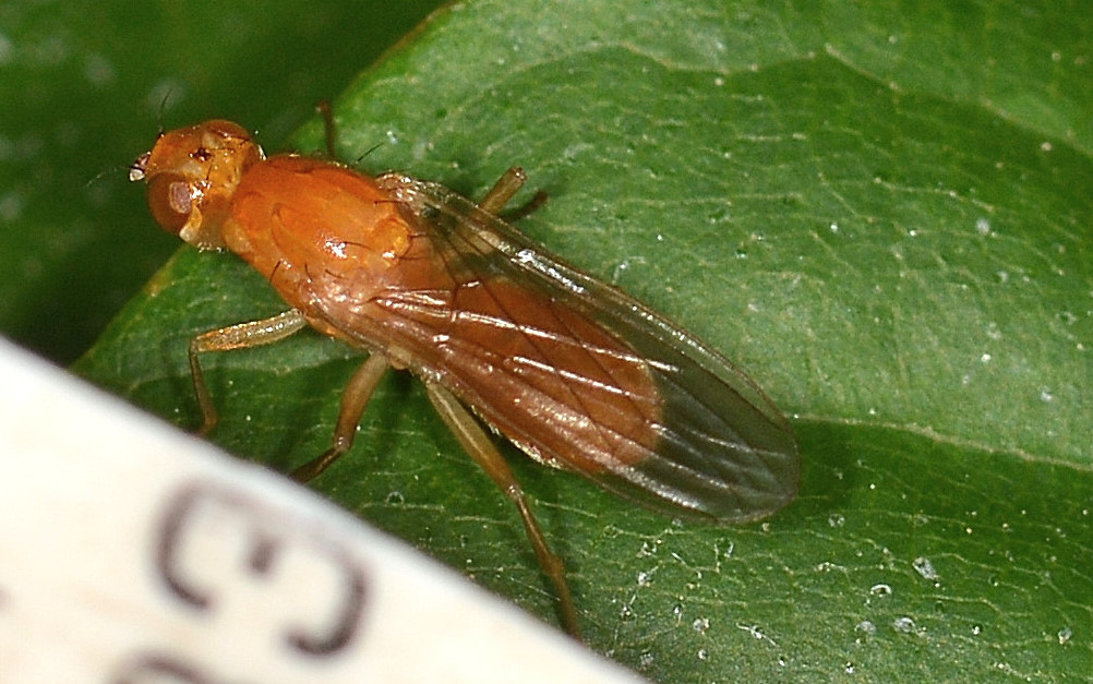 Psilidae: Psila cfr- fimetaria