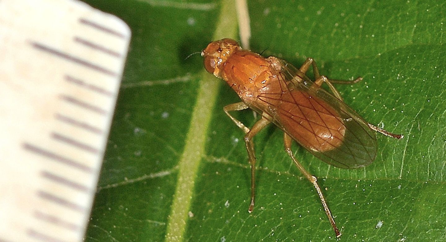 Psilidae: Psila cfr- fimetaria