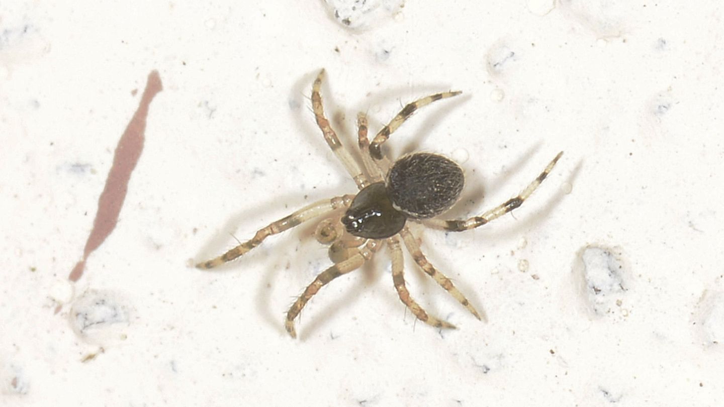 Dipoena melanogaster (Theridiidae) - Bannio Anzino (VCO)