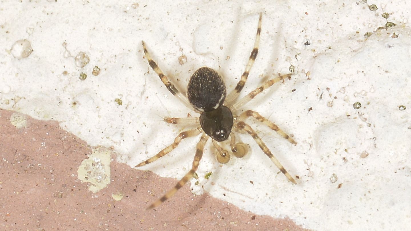 Dipoena melanogaster (Theridiidae) - Bannio Anzino (VCO)