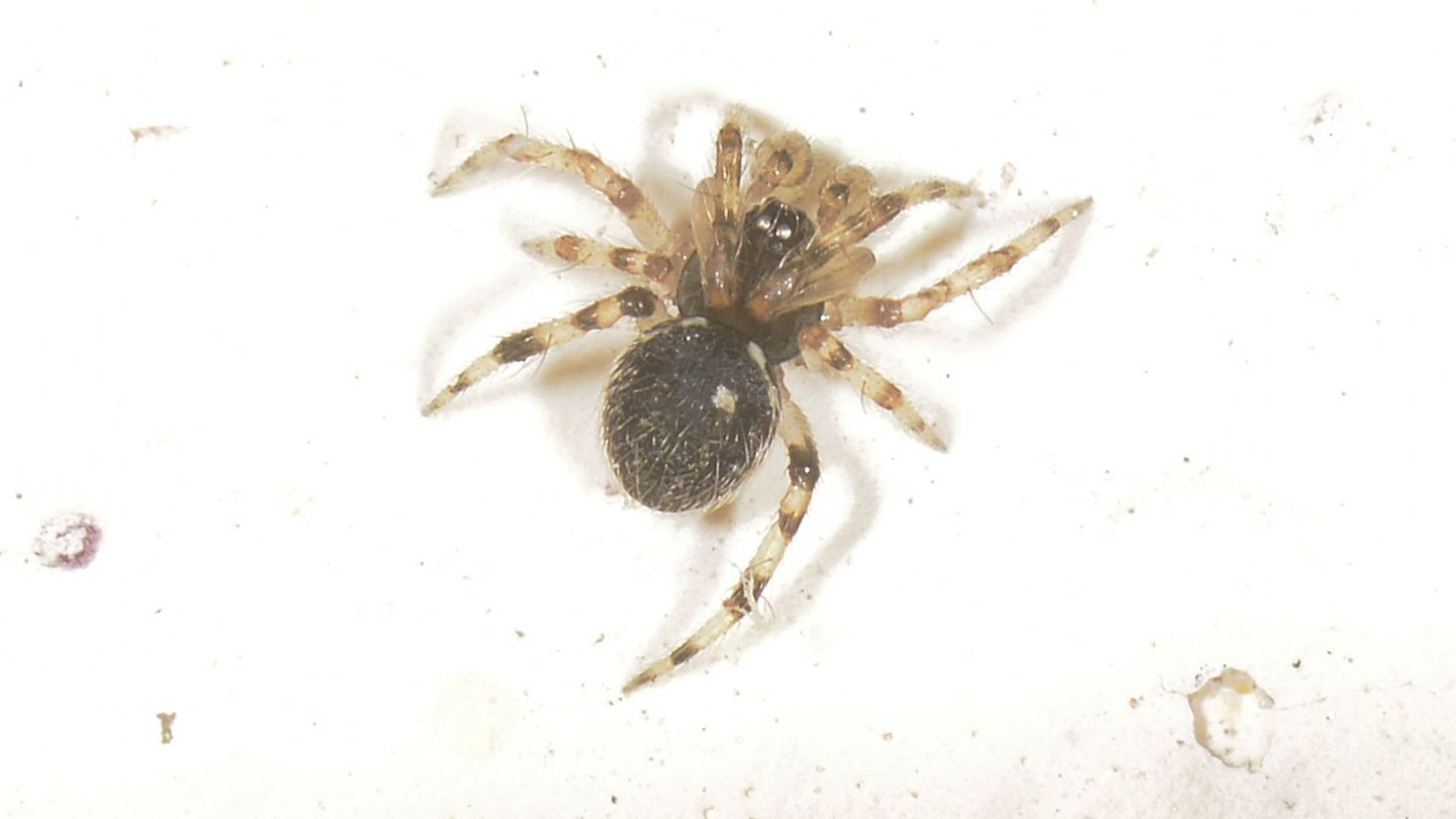 Dipoena melanogaster (Theridiidae) - Bannio Anzino (VCO)