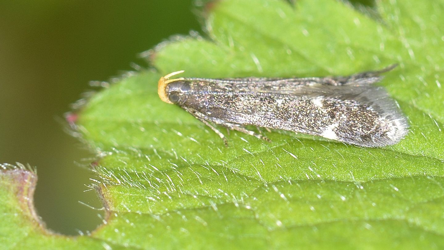 Gelechiidae ? si; Stomopteryx flavipalpella