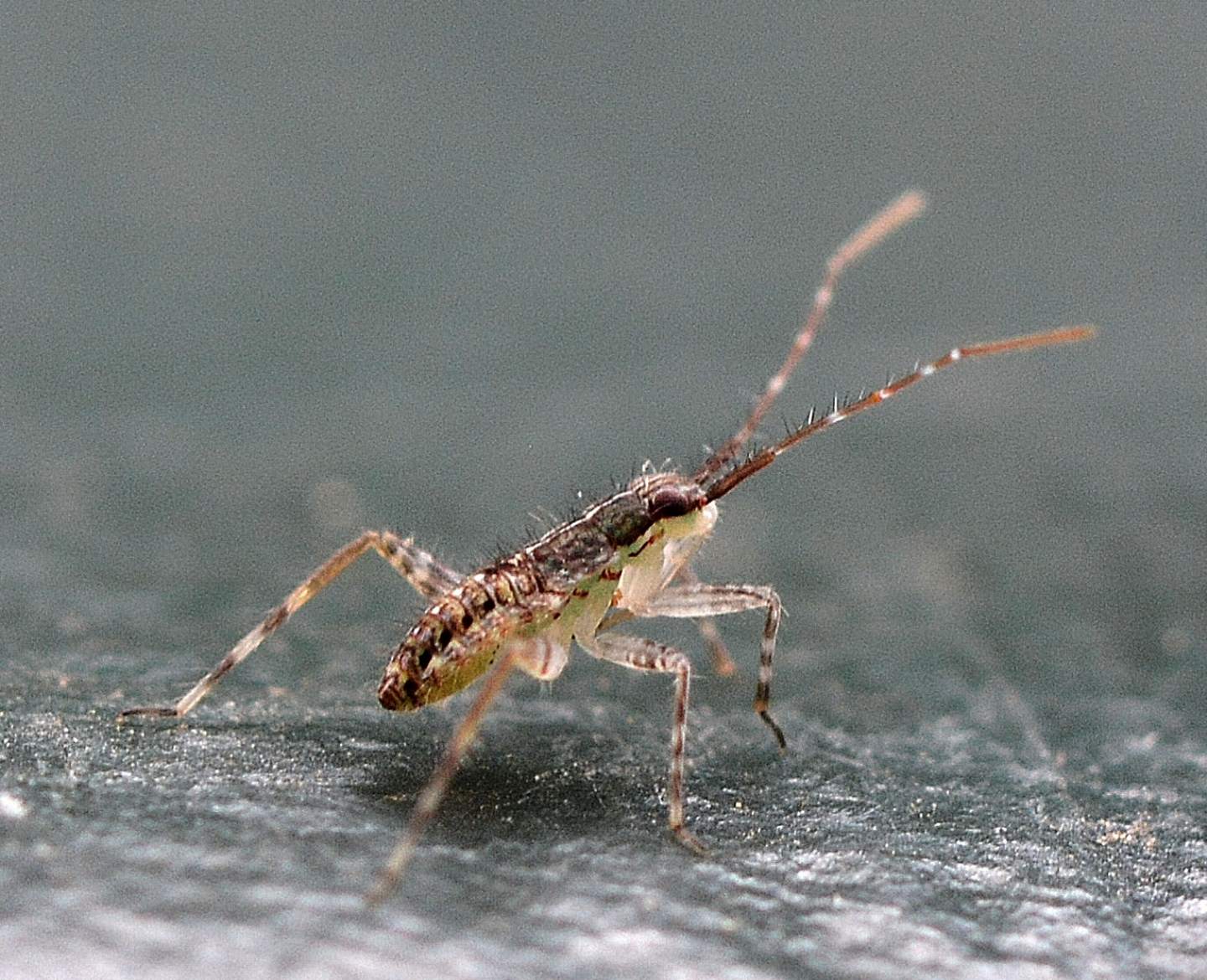 Ninfa di Miridae sp.