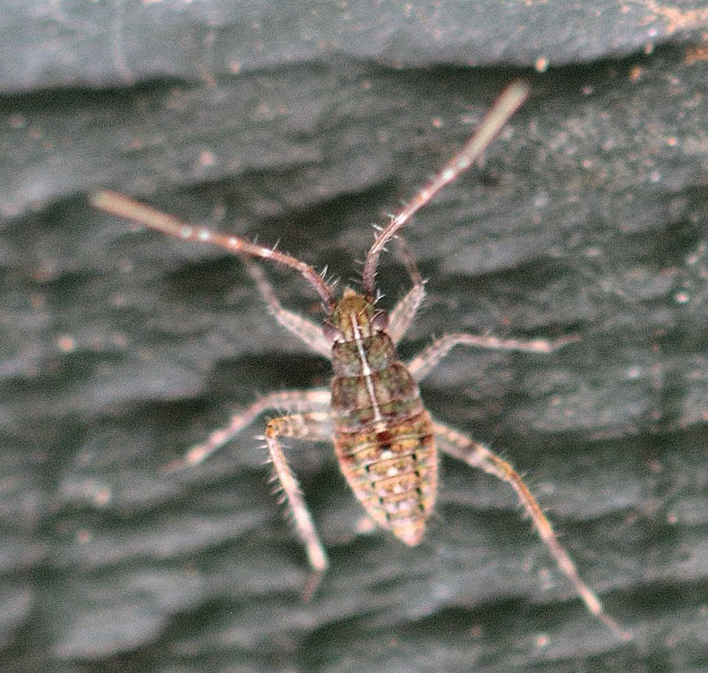 Ninfa di Miridae sp.