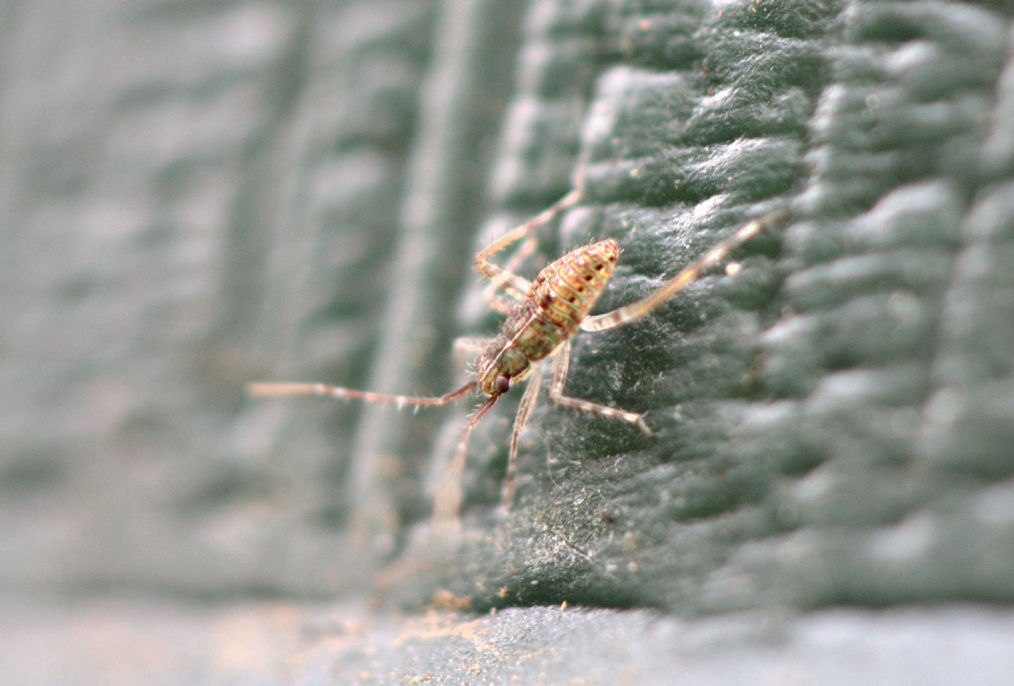 Ninfa di Miridae sp.