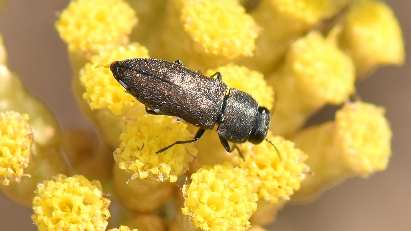 Buprestidae corso: Anthaxia umbellatarum